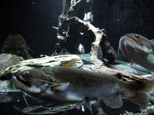 Gulper Catfish (Asterophysus Batrachus ) | MonsterFishKeepers.com