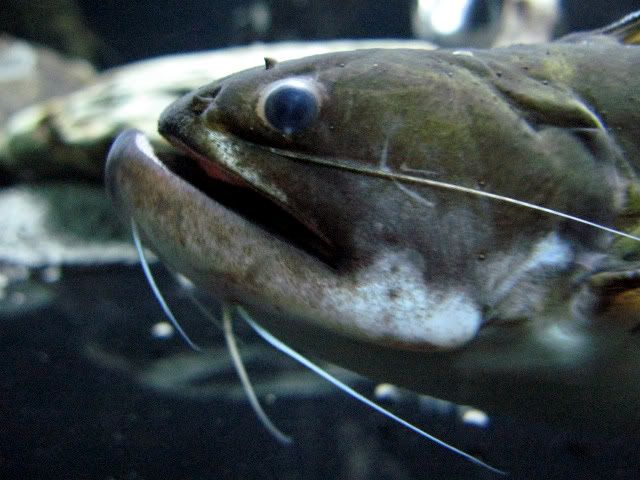 Gulper Catfish (Asterophysus Batrachus ) | MonsterFishKeepers.com