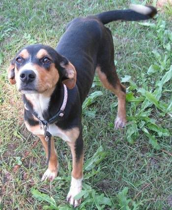 804-4392 – Reba, the Black and Tan Coonhound mix.