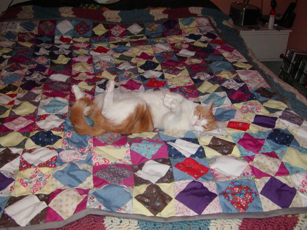 cat and quilt Pictures, Images and Photos
