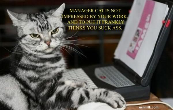 Manager_Cat.jpg