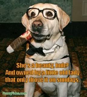 funny-dog-picture-used-car-salesman.jpg