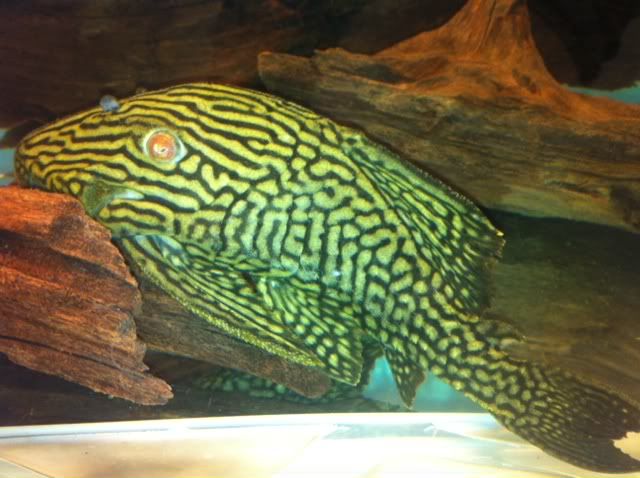 l330 pleco