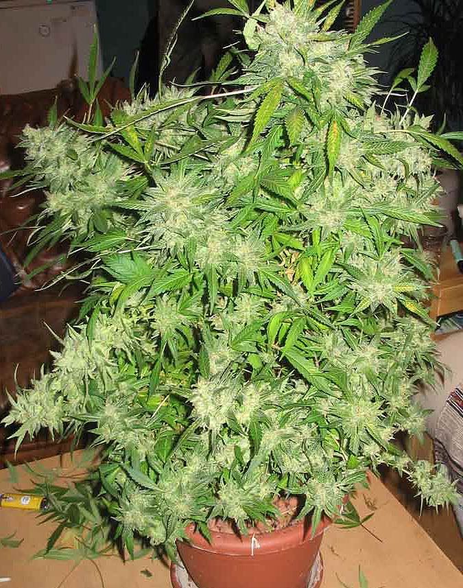 Cannabis_Plant_4.jpg