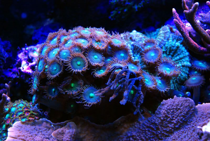 20110921 06399s - Some recent pics of my 125 gallon reef