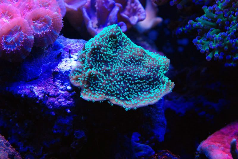 20110921 06407s - Some recent pics of my 125 gallon reef