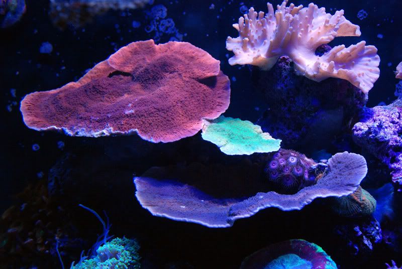 20110921 06409s - Some recent pics of my 125 gallon reef