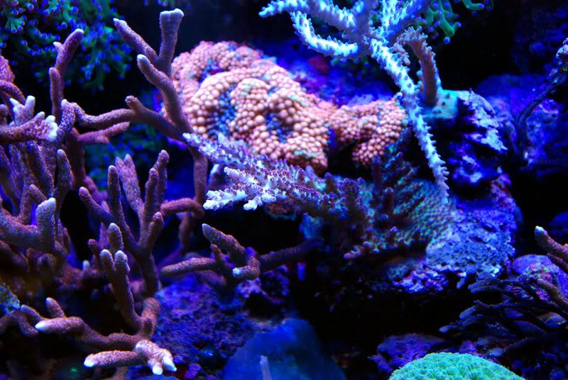 20110921 06433s - Some recent pics of my 125 gallon reef