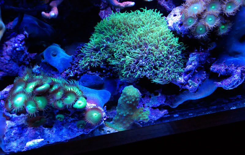 20110921 06439s - Some recent pics of my 125 gallon reef