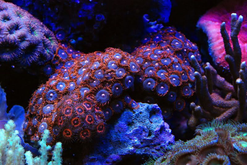 20110922 06475s - Some recent pics of my 125 gallon reef