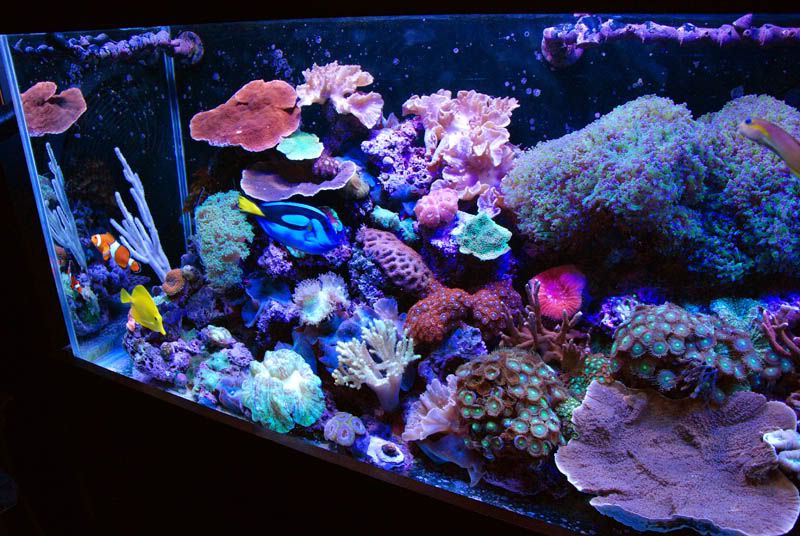 20110922 06505s - Some recent pics of my 125 gallon reef
