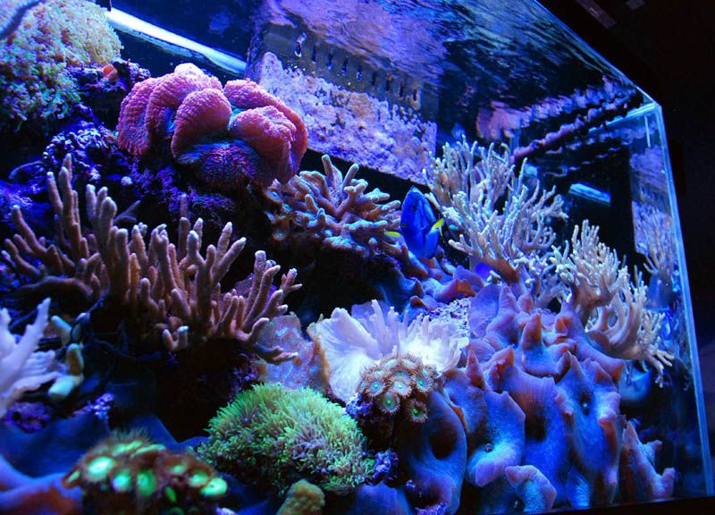 20110922 06506s - Some recent pics of my 125 gallon reef