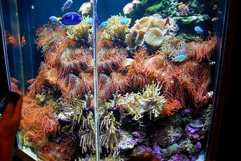 0282 zpscd29401d - Anemone Photo Contest - prize provided by Aquascapers