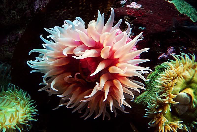 20120802 - Anemone Photo Contest - prize provided by Aquascapers