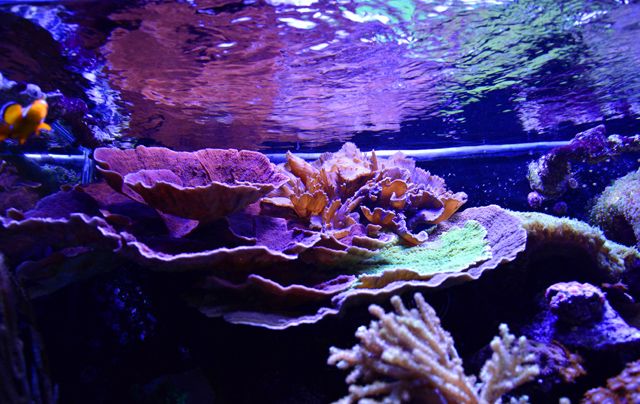 201212 - Holiday Photo Contest - sponsored by The Alternative Reef
