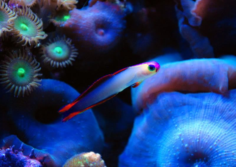 Colors1 - COLORS - photo contest sponsored by Cherry Corals