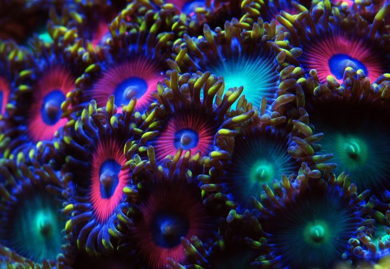 Colors2 - COLORS - photo contest sponsored by Cherry Corals