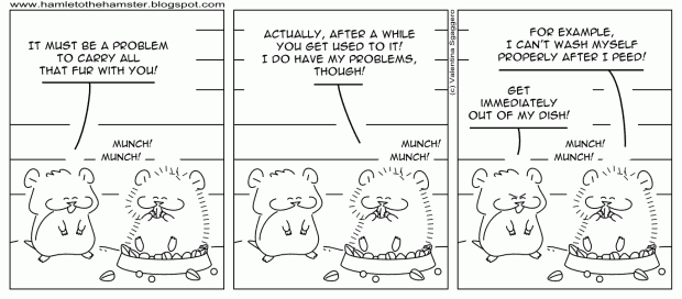 Long Hair Hamster. about Orazio#39;s long hair