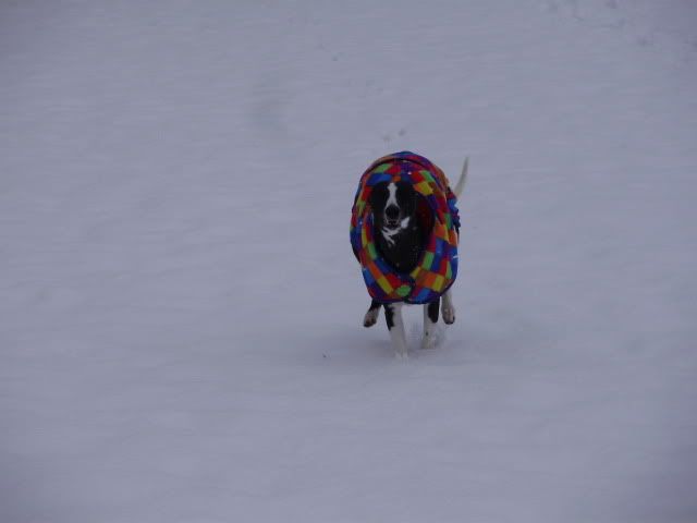 2ndsnowjan2010007.jpg