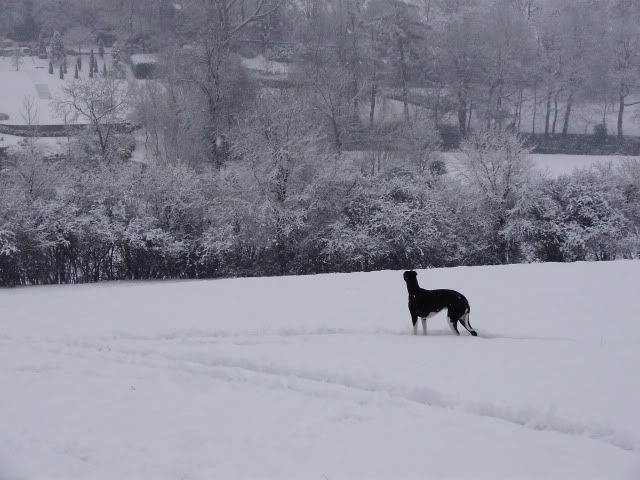 2ndsnowjan2010074.jpg