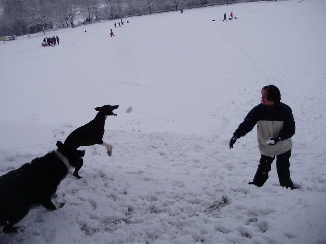 2ndsnowjan2010178.jpg