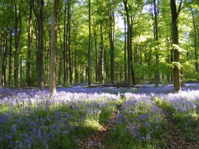 Bluebells2010035.jpg