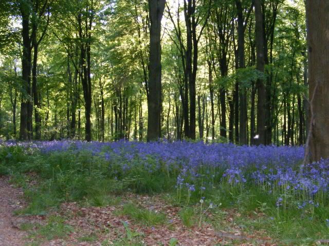 Bluebells2010040.jpg