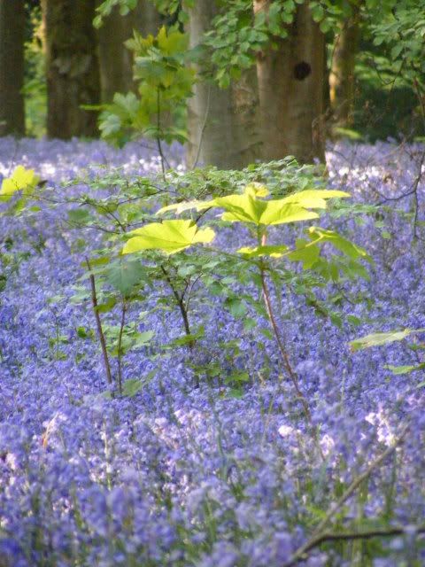 Bluebells2010044.jpg