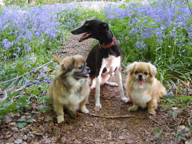 Bluebells2010054.jpg