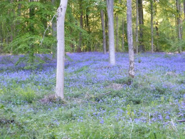 Bluebells2010075.jpg