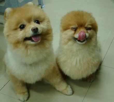 funny puppies puppies pictures funny. funny puppies