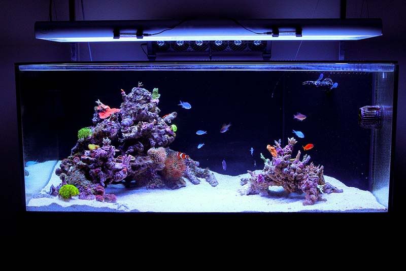 shallow reef aquascape
