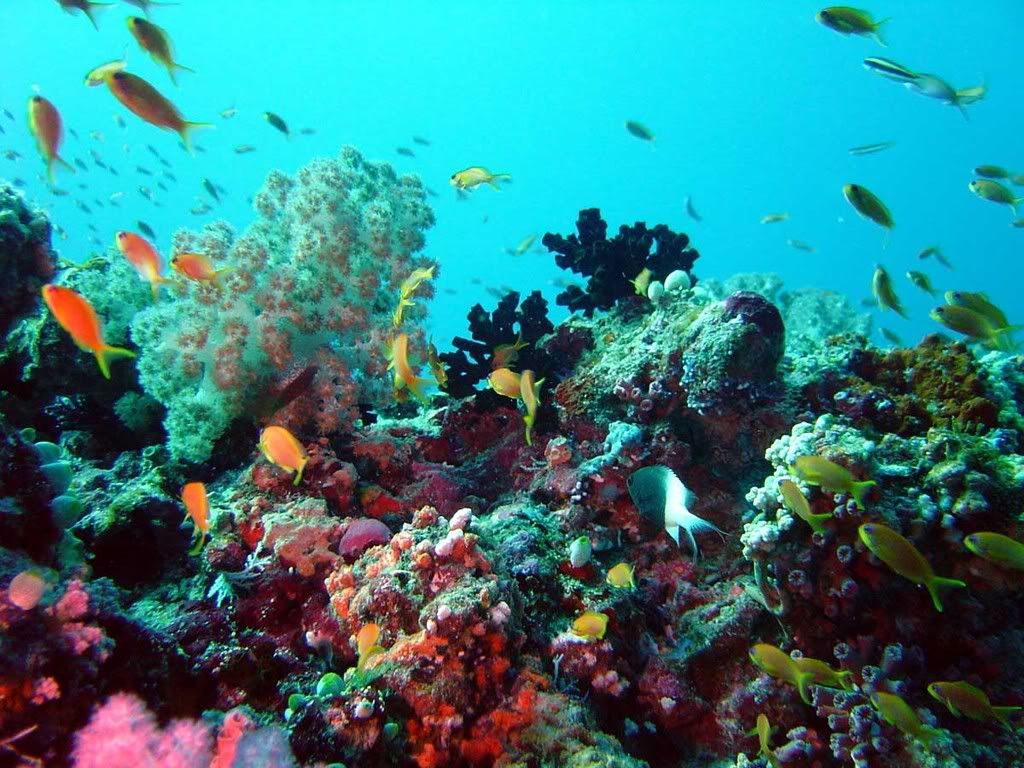 Reef Underwater