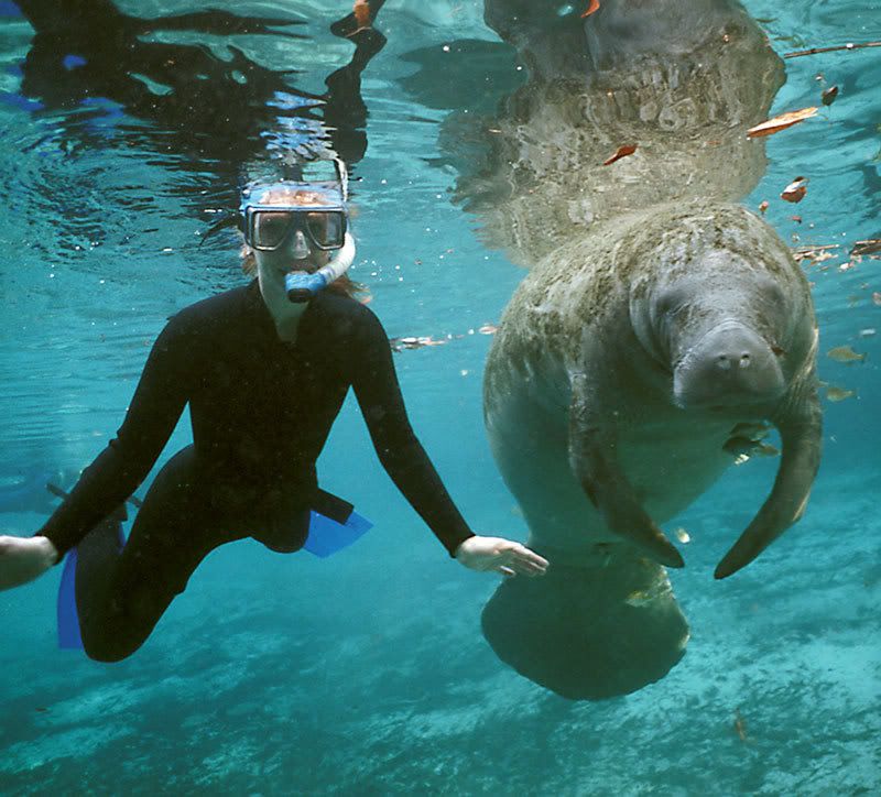 [Image: manatee04.jpg]