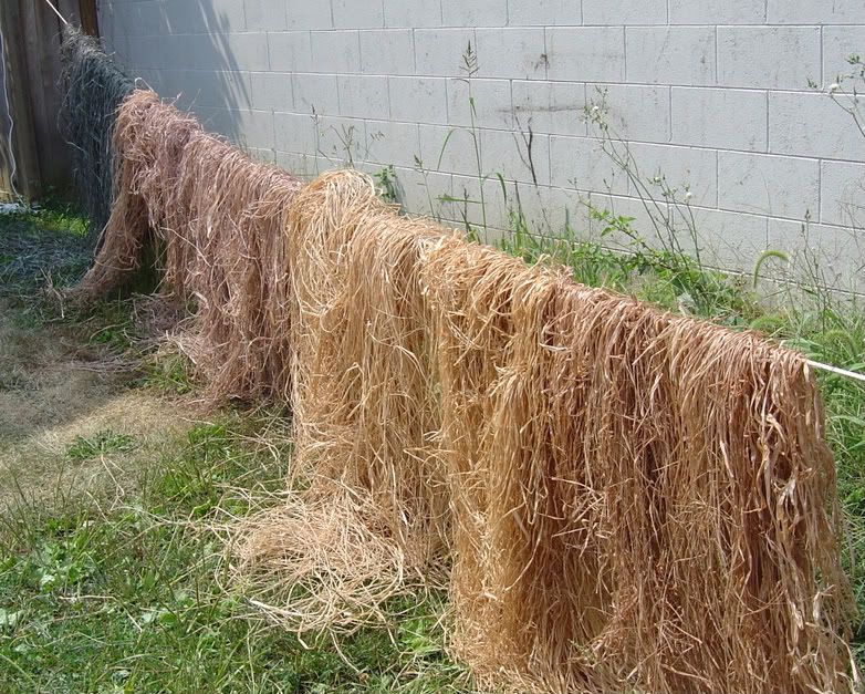 dying raffia grass