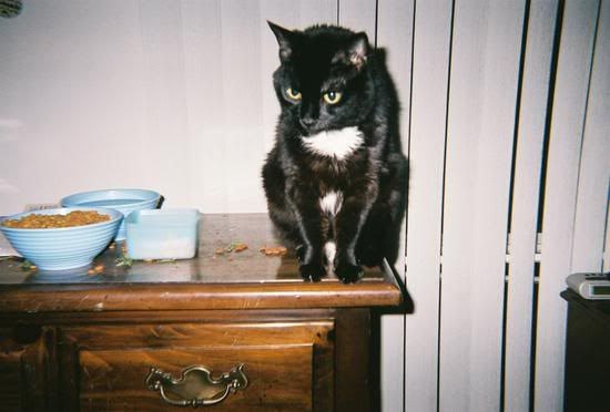 http://i213.photobucket.com/albums/cc187/jazzmantim3_2007/Bibbsy-1.jpg http://i213.photobucket.com/albums/cc187/jazzmantim3_2007/Bibbsy-1.jpg