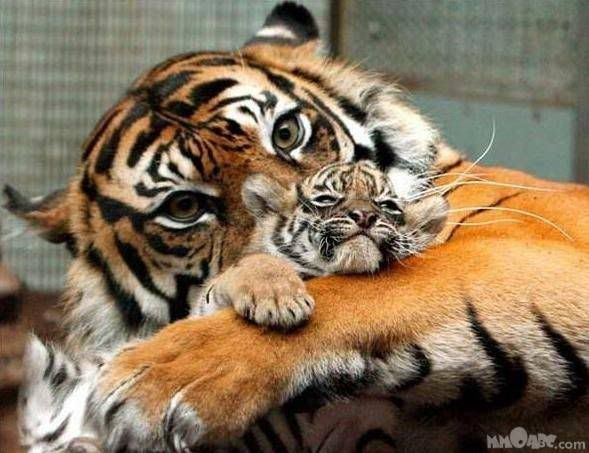 http://i213.photobucket.com/albums/cc187/jazzmantim3_2007/Tiger-with-Cub.jpg http://i213.photobucket.com/albums/cc187/jazzmantim3_2007/Tiger-with-Cub.jpg