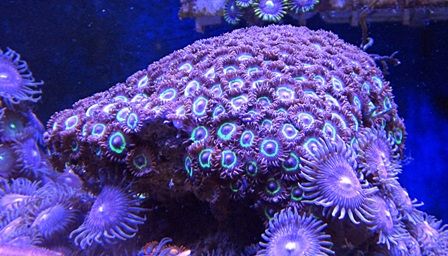 0zoa2.jpg