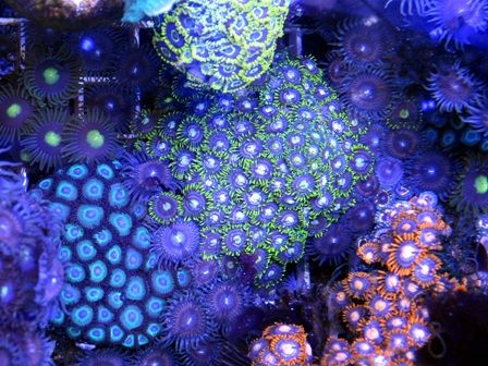 0zoa3.jpg