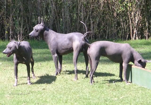 mexicanhairless.jpg