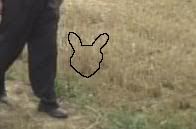 rabbit.jpg