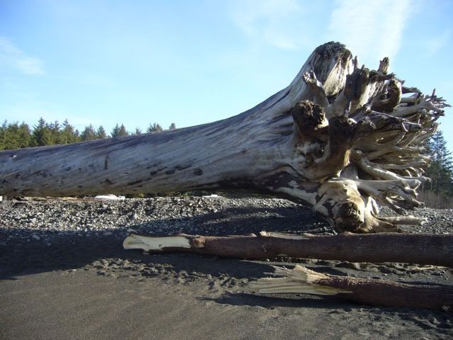 driftwood.jpg