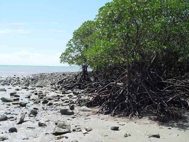 mangroves.jpg