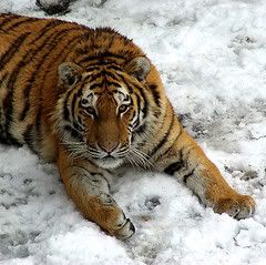 tigerinsnow.jpg yes snow image by PittersPatters