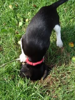 riley digging a hole