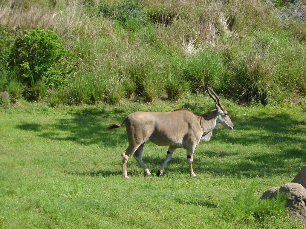 DisneyJune08249.jpg