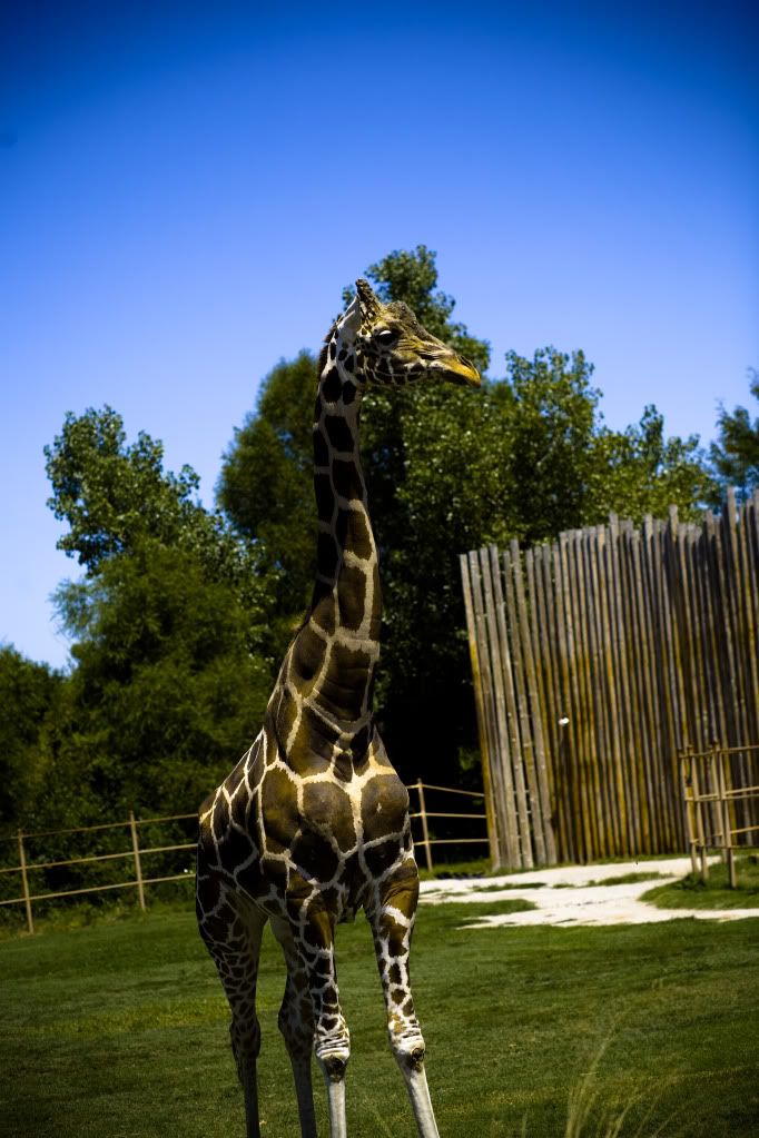 IMAGE: http://i213.photobucket.com/albums/cc205/weezerfan84/giraffe.jpg