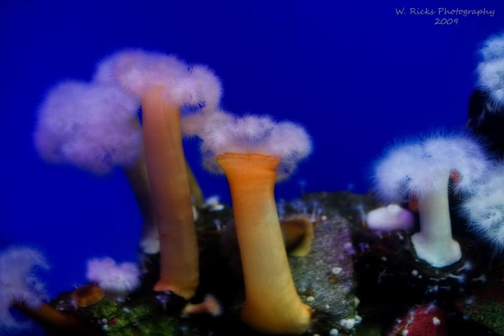 IMAGE: http://i213.photobucket.com/albums/cc205/weezerfan84/underwatersealifewatermark.jpg