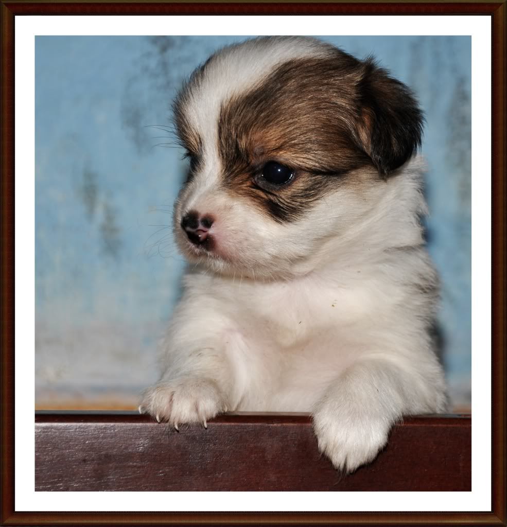 HCM _ Cún Con Xinh Đẹp Tìm Chủ ... - 1