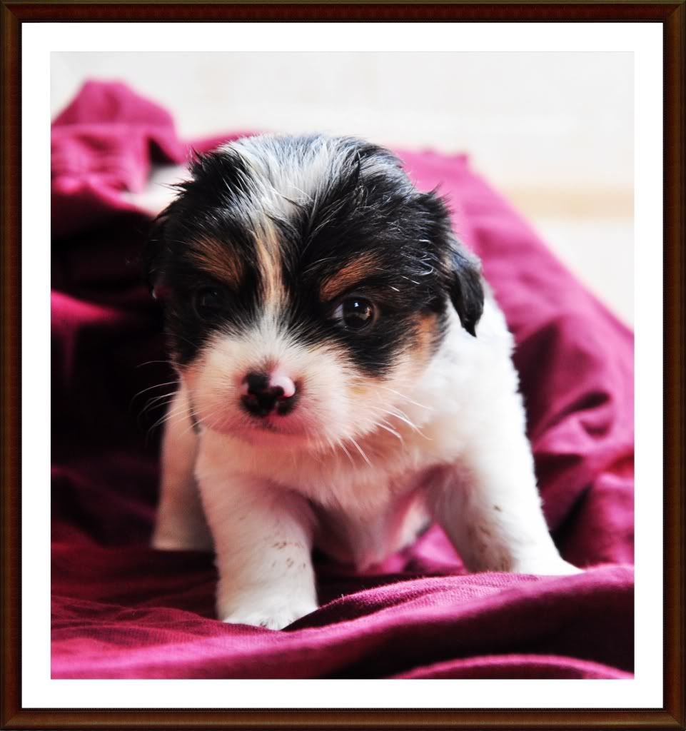 HCM _ Cún Con Xinh Đẹp Tìm Chủ ... - 2